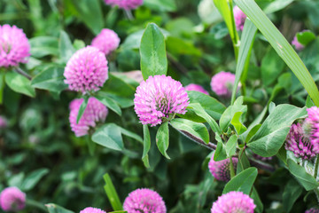 ムラサキツメクサ（紫詰草）クローバー