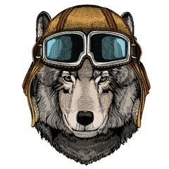 Wolf portrait. Head of wild animal. Vintage aviator helmet with googles.