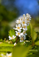 
Blooming plum on a background of blue sky