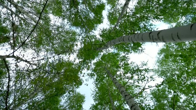 Walking through the birch forest in the summer. Green Forest. View of the trees from the bottom up.