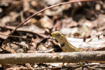 little brown lizard on dried leaves