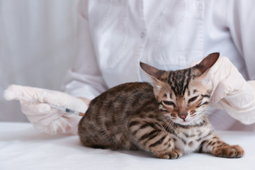 The veterinarian vaccinates the kitten. Subcutaneous injection. Treatment. A coronavirus vaccination. The concept of prevention and protection.