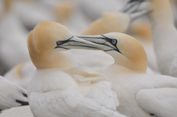 Face to face with northern gannet Morus bassanus