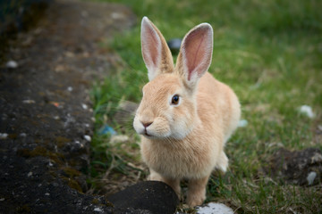 Naklejka na ściany i meble Rabbit in the garden