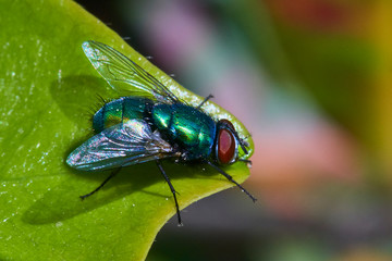 Close-up of a fly