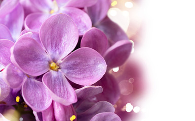 Naklejka na ściany i meble Fresh lilac flowers
