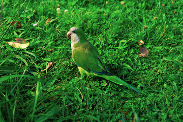 A small green parrot that camouflages itself on the grass in the Ciutadella Park in Barcelona.
