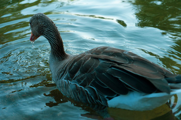 Fototapeta premium Duck in a pond. The duck is soaking with its head resting on the water. Green, brown, yellow and white duck. Whole brown duck swims in the pond. It has wet feathers.