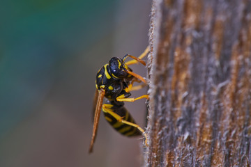 Close-up of a wasp