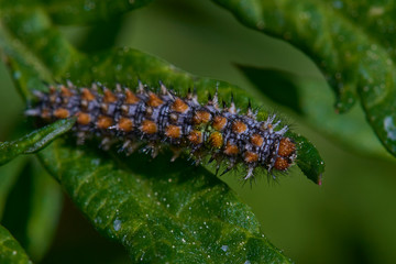 Close-up of a caterpillar