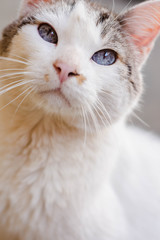 Close up view of cute cat with blue eyes. Pets and lifestyle concept. A lovely cat