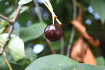 Cherry