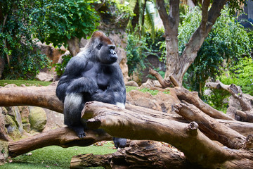 Big black gorilla (male) sitting on the tree in a wild world jungle
