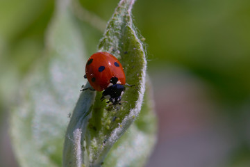 Close-up of a ladybug