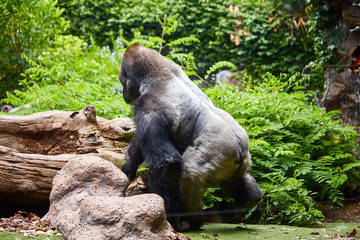 Big black gorilla (male) in a wild world jungle