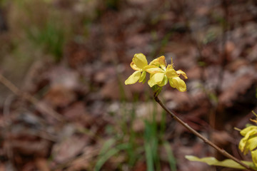 Yellow flower blooming in the Declduous Dipterocarp Forest