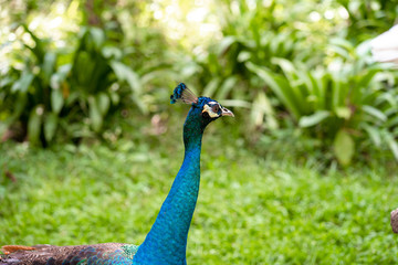 Obraz premium A beautiful manicured peacock walks in a green bird park.