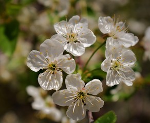 apple tree blossom