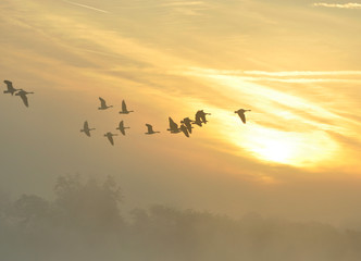 Fototapeta na wymiar The Canada goose Branta canadensis in sunrise colours