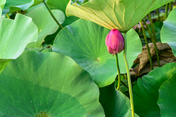 Green lotus leaves, red lotus flowers and reflection in the park
