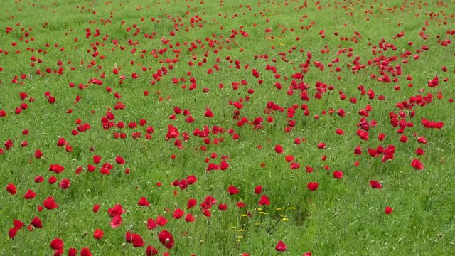 Red poppies in the chickpea field are swaying in the wind