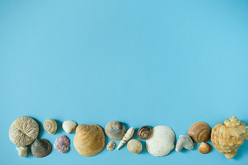 Seashells on blue background