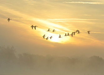 The Canada goose Branta canadensis in sunrise colours