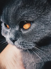 British shorthair cat with orange eyes