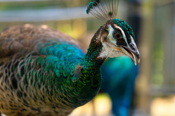 Beautiful manicured peacock in the park, closeup portrait