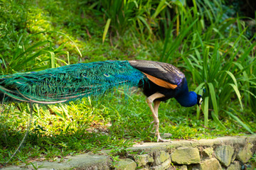 Naklejka premium A beautiful manicured peacock walks in a green bird park.