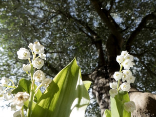 Fleurs de muguet au mois de mai