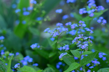 forget me not flowers