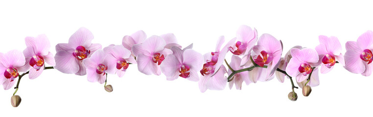 Naklejka na ściany i meble Branch of beautiful orchid on white background. Banner design