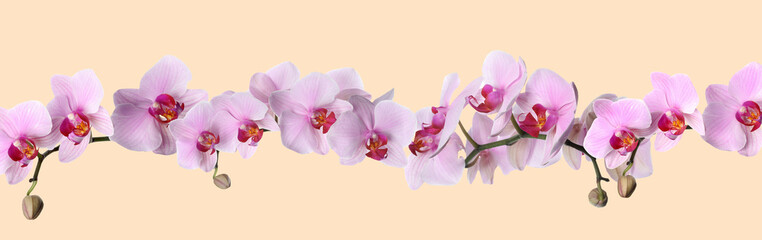 Fototapeta na wymiar Branch of beautiful orchid on beige background. Banner design