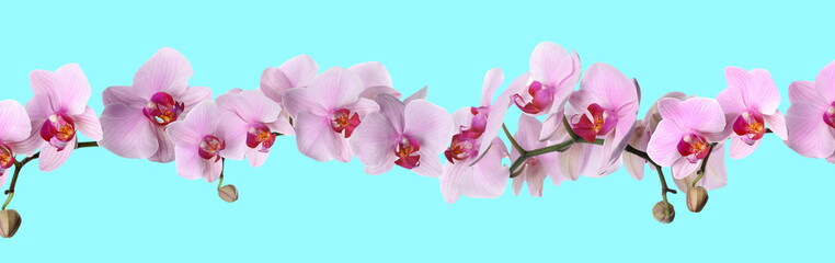 Fototapeta na wymiar Branch of beautiful orchid on turquoise background. Banner design