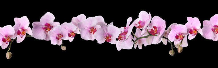 Branch of beautiful orchid on black background. Banner design