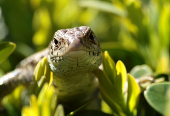 Close up of Lacerta agilis reptile head.