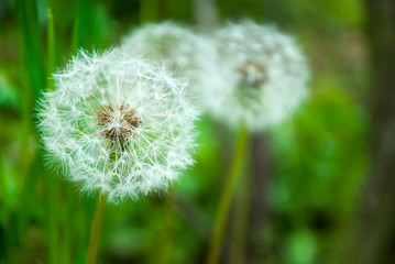 dandelions in the garden, selective focus