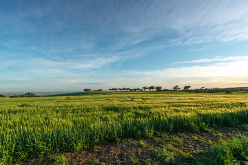 Isolate farmhouse in a green field at sunset