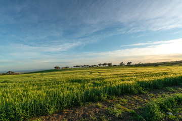 Fototapeta na wymiar Isolate farmhouse in a green field at sunset