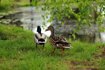 duck and ducklings