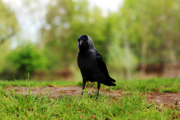 crow on the grass