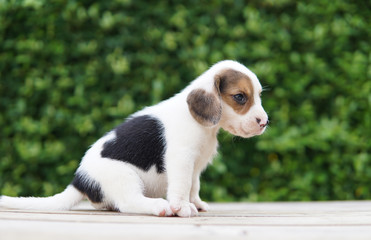 Beagle dog on floors with blurred background.