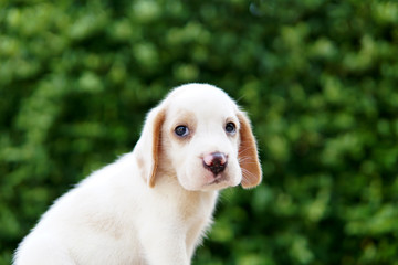 Portrait of beagle puppy.Cute dog picture with blurred background.