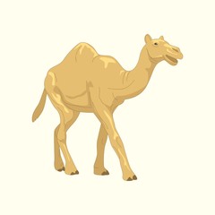 Illustration of Brown Desert Camel