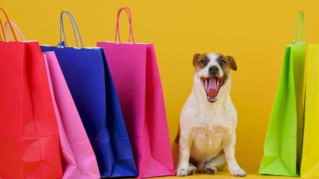 Funny small dog breed Jack Russell Terrier sitting next to shopping bags on a yellow studio bashound. Shopping concept