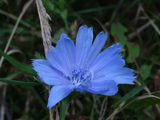 Common chicory (Cichorium intybus, blue diasy) on the meadow