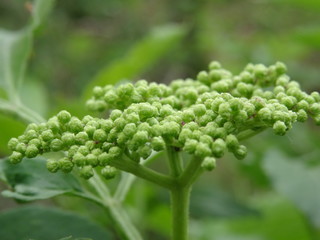 Green flower buds in soft light