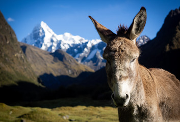 Donkey in front of a mountain range
