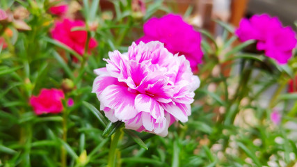 pink flowers in the garden